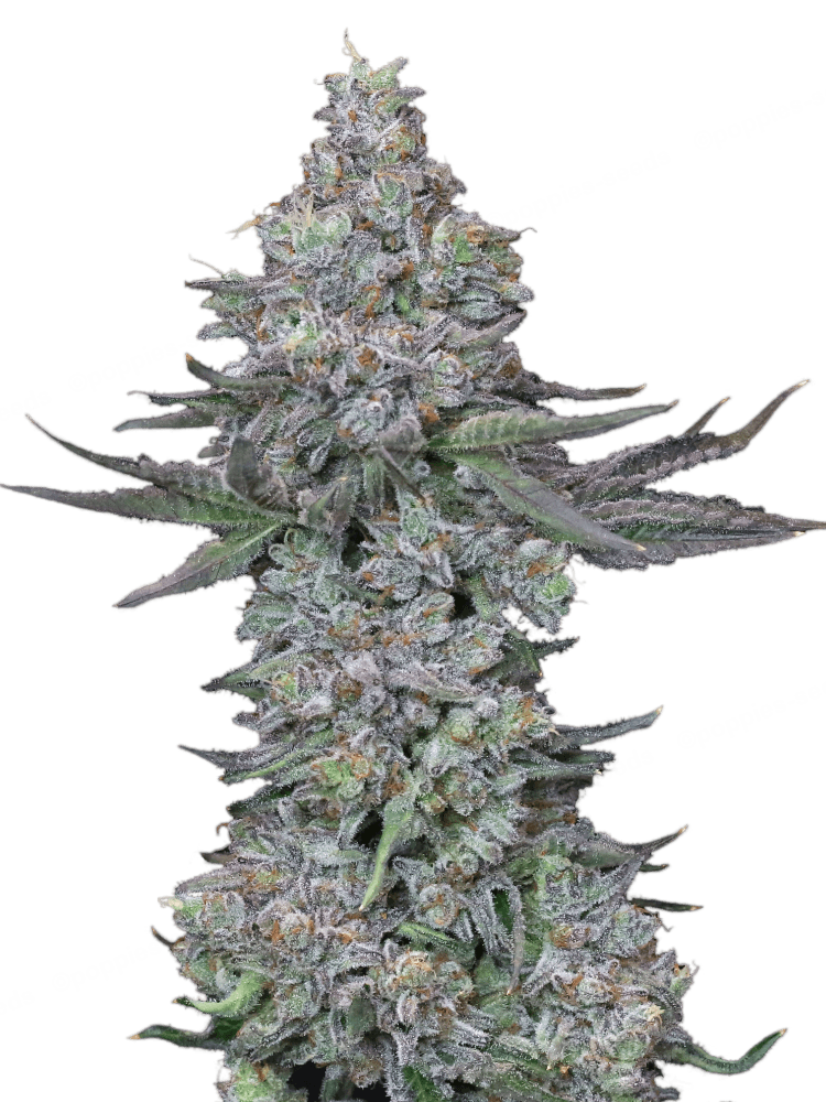 Graines de Slipstream Féminisée by Compound Genetics