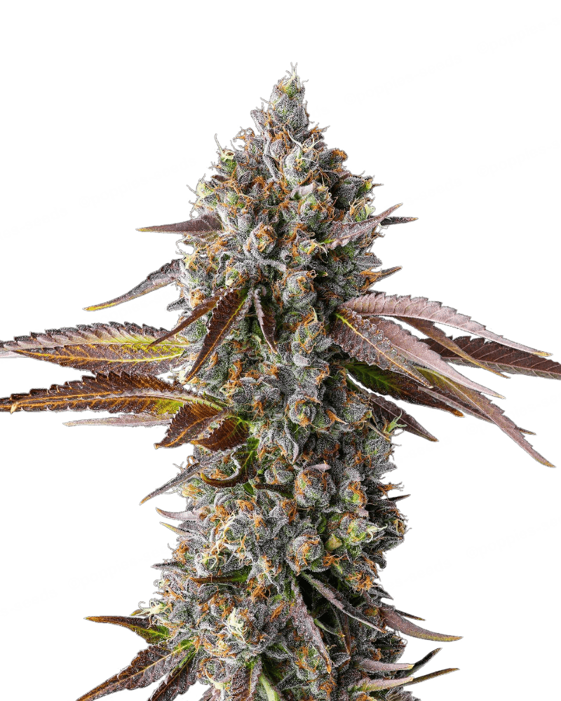 Graines de Strawberry Skrilla Féminisée by Compound Genetics