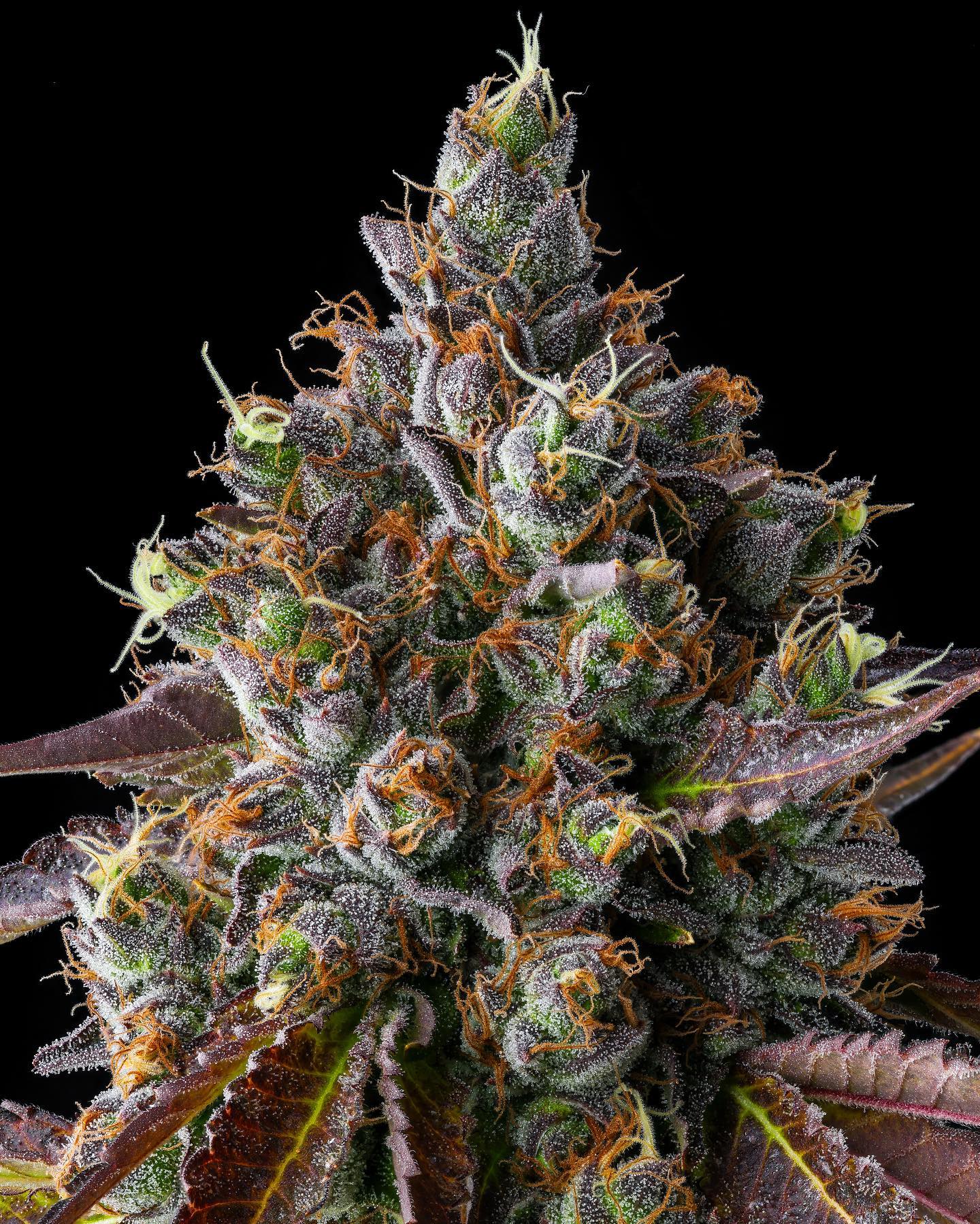 Graines de Strawberry Skrilla Féminisée by Compound Genetics