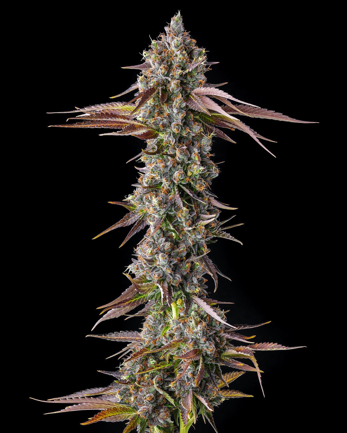 Graines de Strawberry Skrilla Féminisée by Compound Genetics