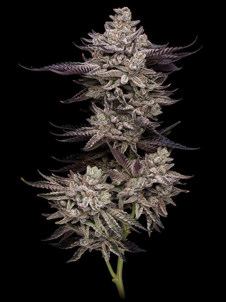 Graines de El Valle Haze Féminisée by Compound Genetics