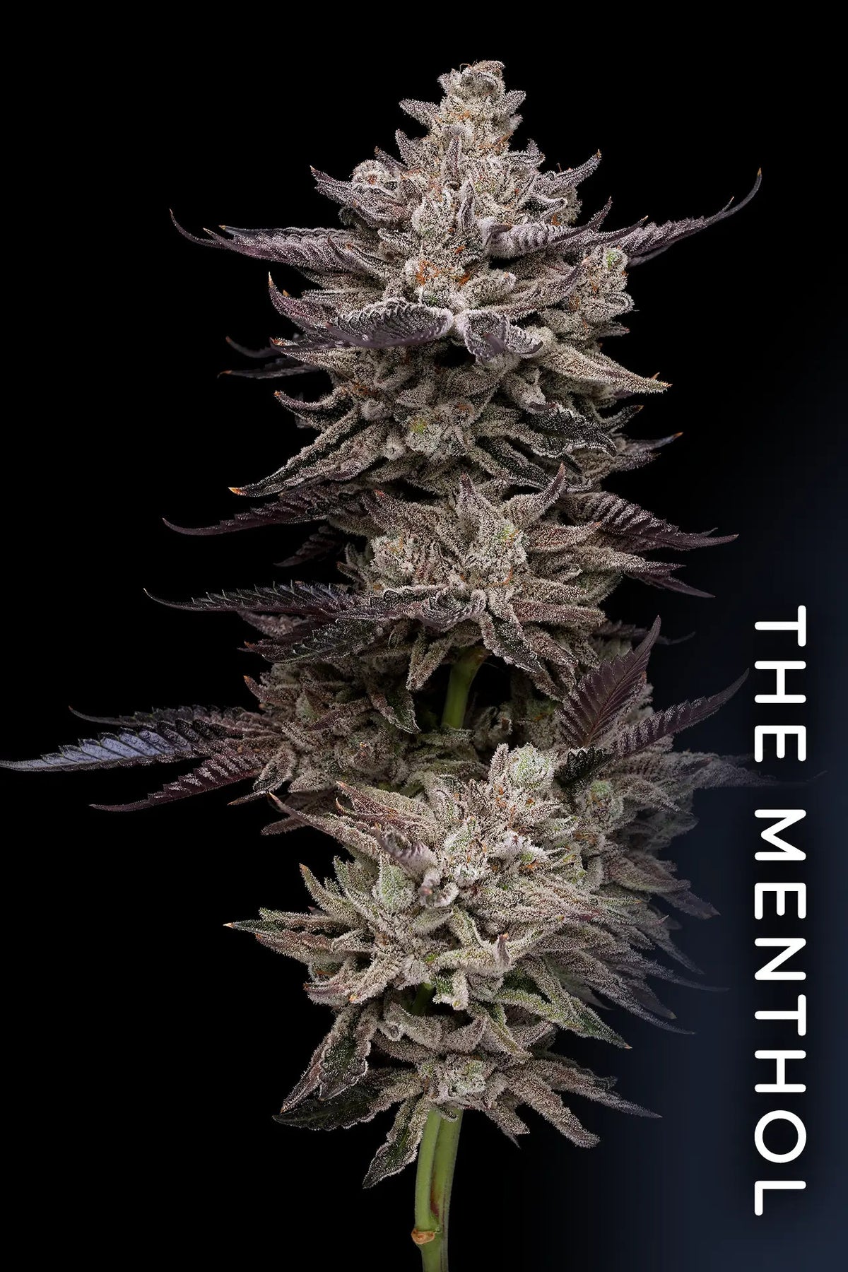 Menthol Compound Genetics Menthol Runtz Feminized - Cannabis Seeds - Compound Genetics