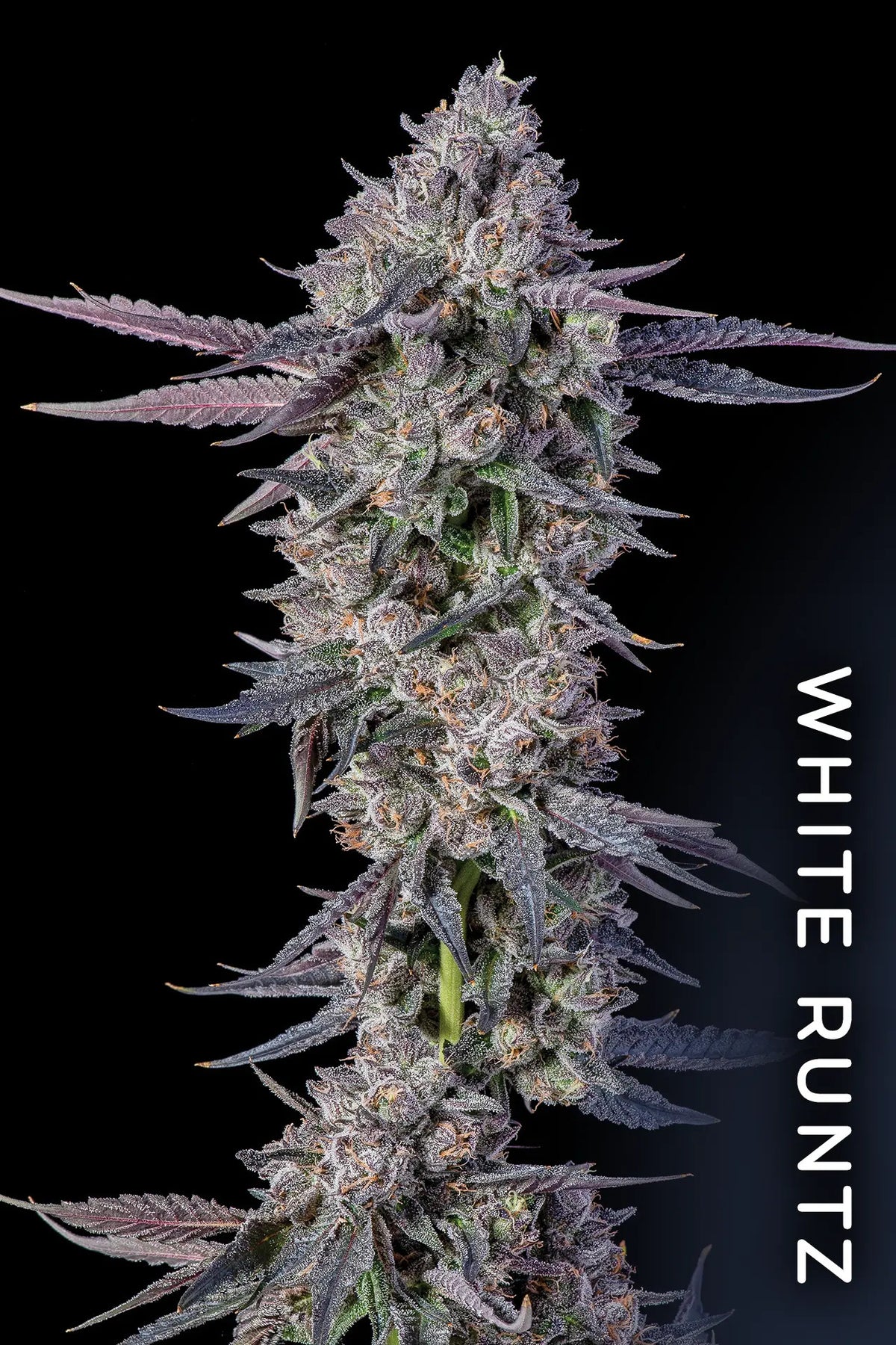 Menthol Compound Genetics Menthol Runtz Feminized - Cannabis Seeds - Compound Genetics