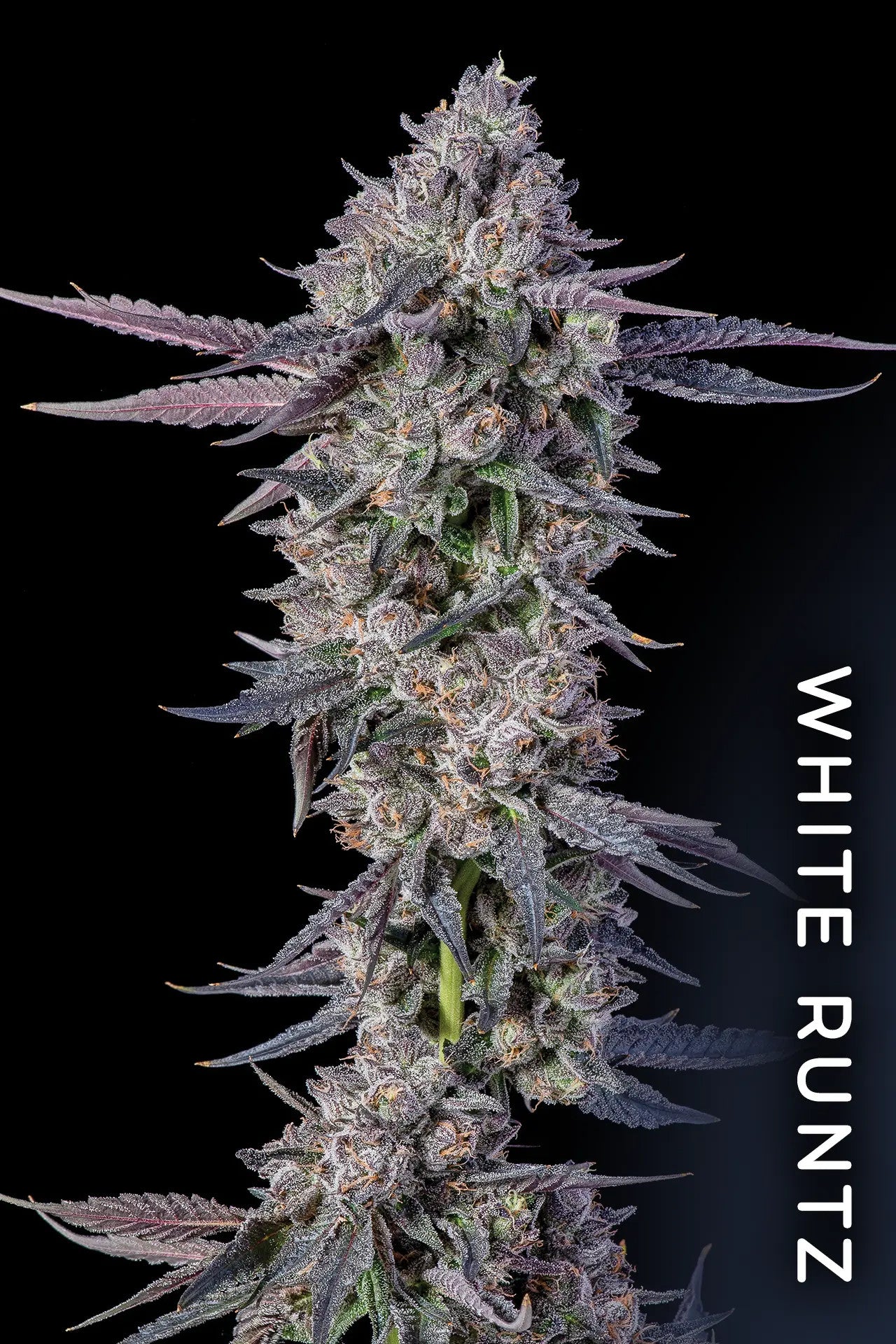 Graines de Menthol Runtz Féminisée by Compound Genetics