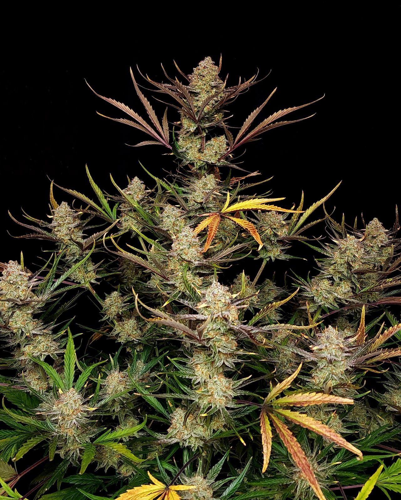 Apple Strudel Auto™ - Fastbuds