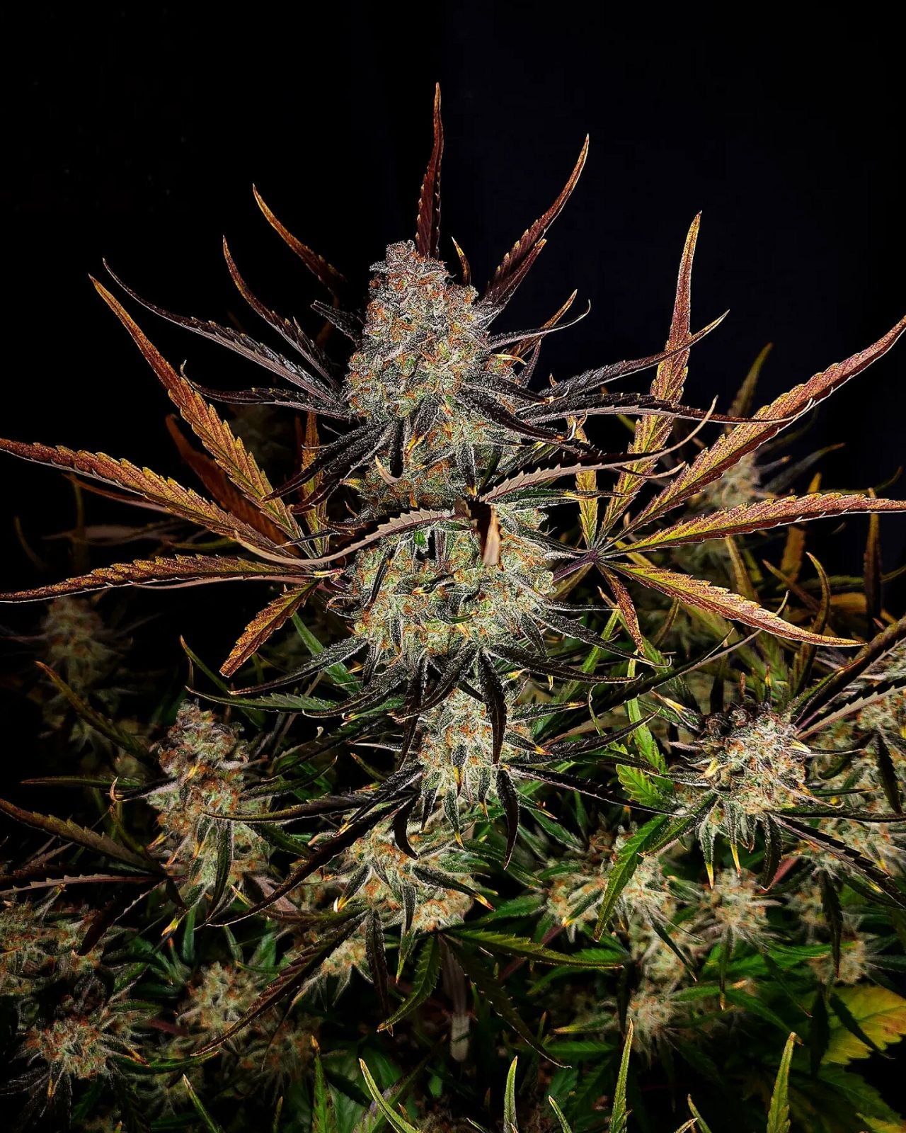 Apple Strudel Auto™ - Fastbuds