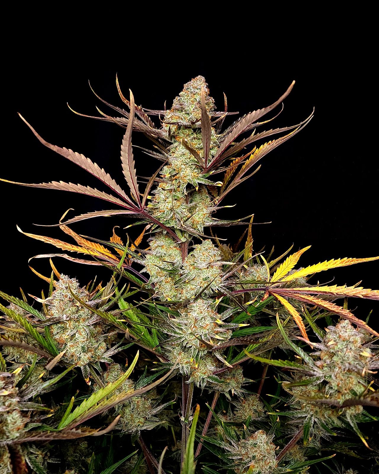 Apple Strudel Auto™ - Fastbuds