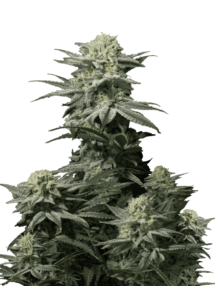 GG4 Sherbet FF Fast Version - Graines de Cannabis - FastBuds