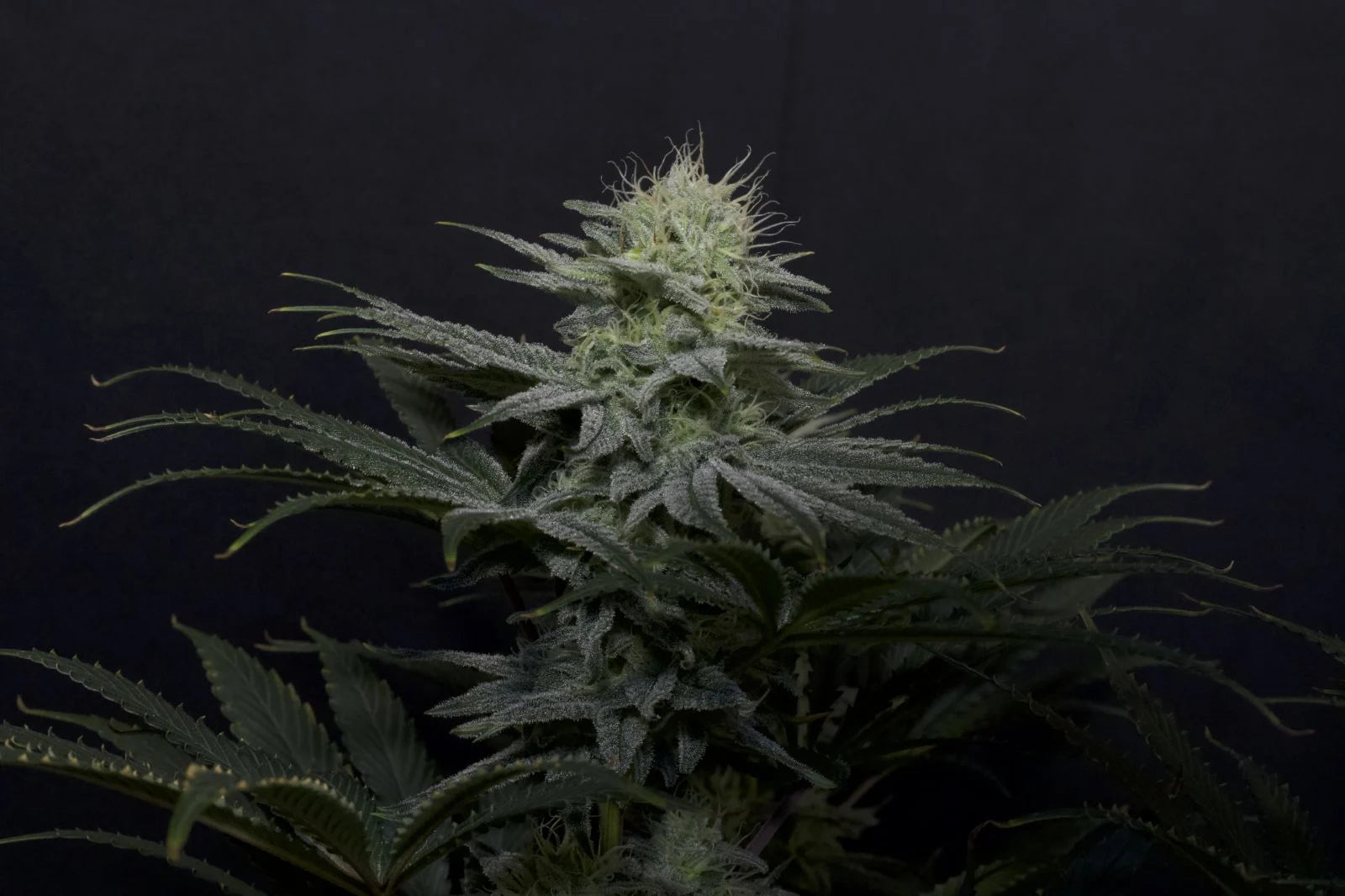 GG4 Sherbet FF Fast Version - Graines de Cannabis - FastBuds