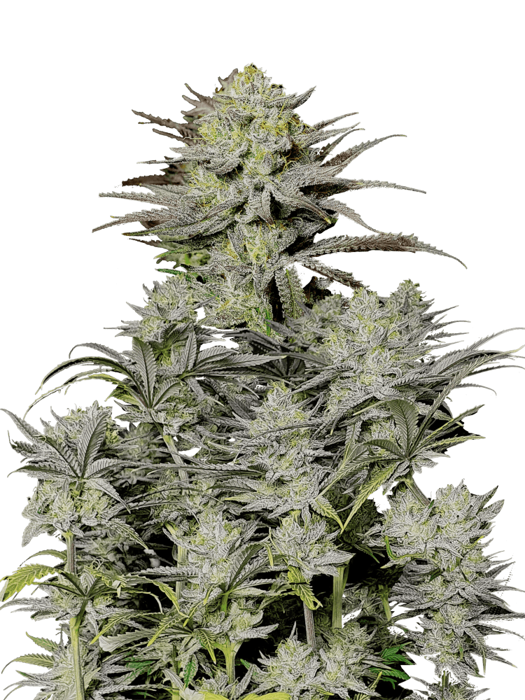 Gorilla Cookies FF Fast Version - Graines de Cannabis - FastBuds