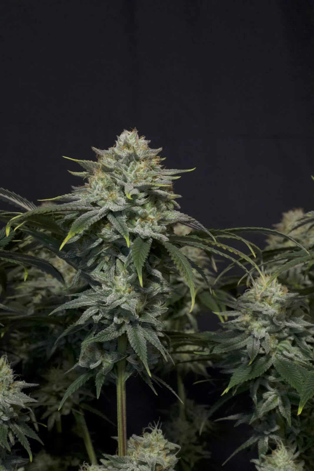 Gorilla Cookies FF Fast Version - Graines de Cannabis - FastBuds