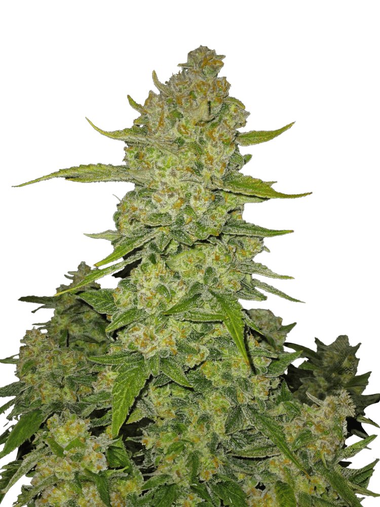 Papaya Cookies Auto™ - Fastbuds