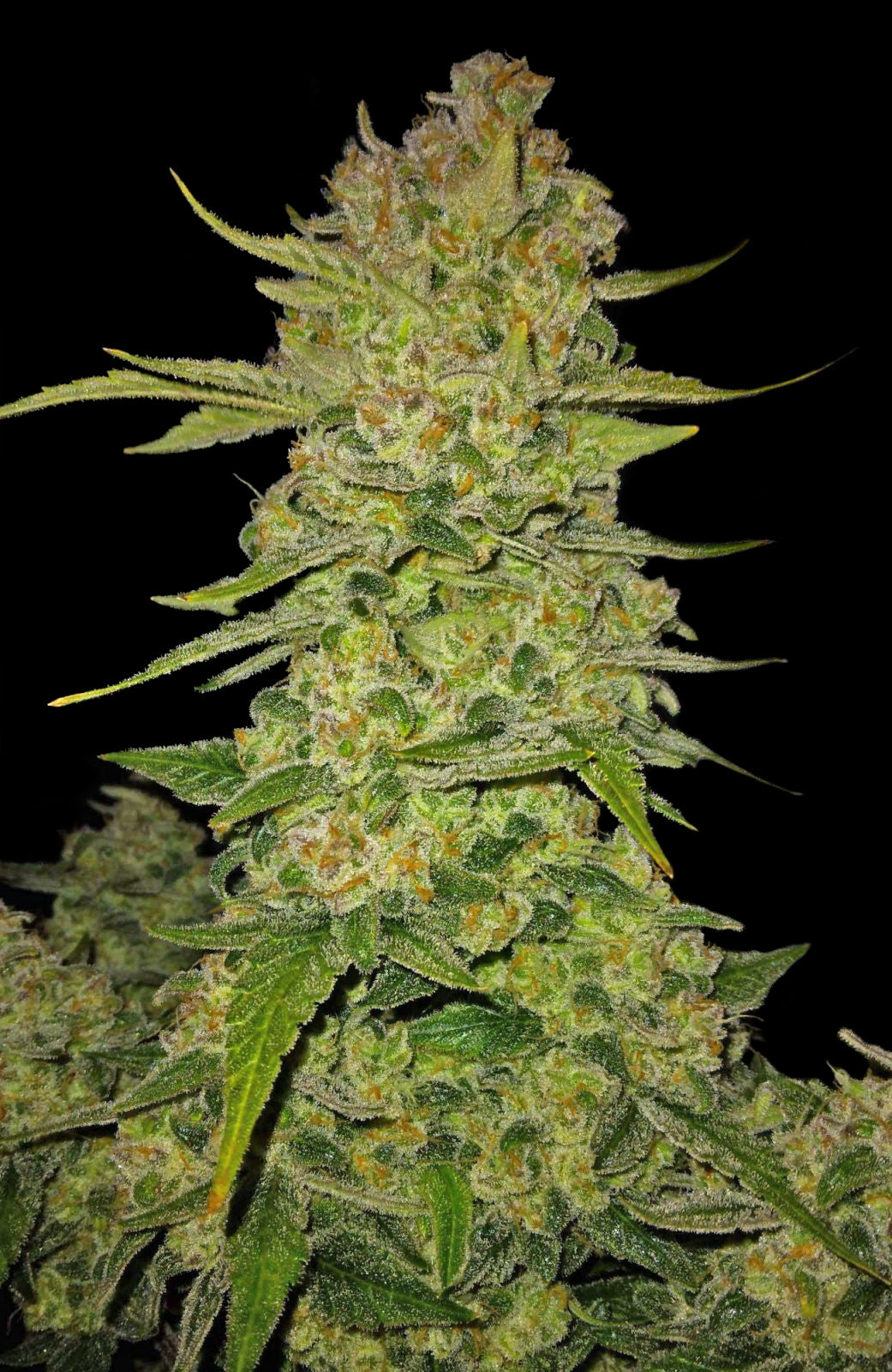 Papaya Cookies Auto™ - Fastbuds