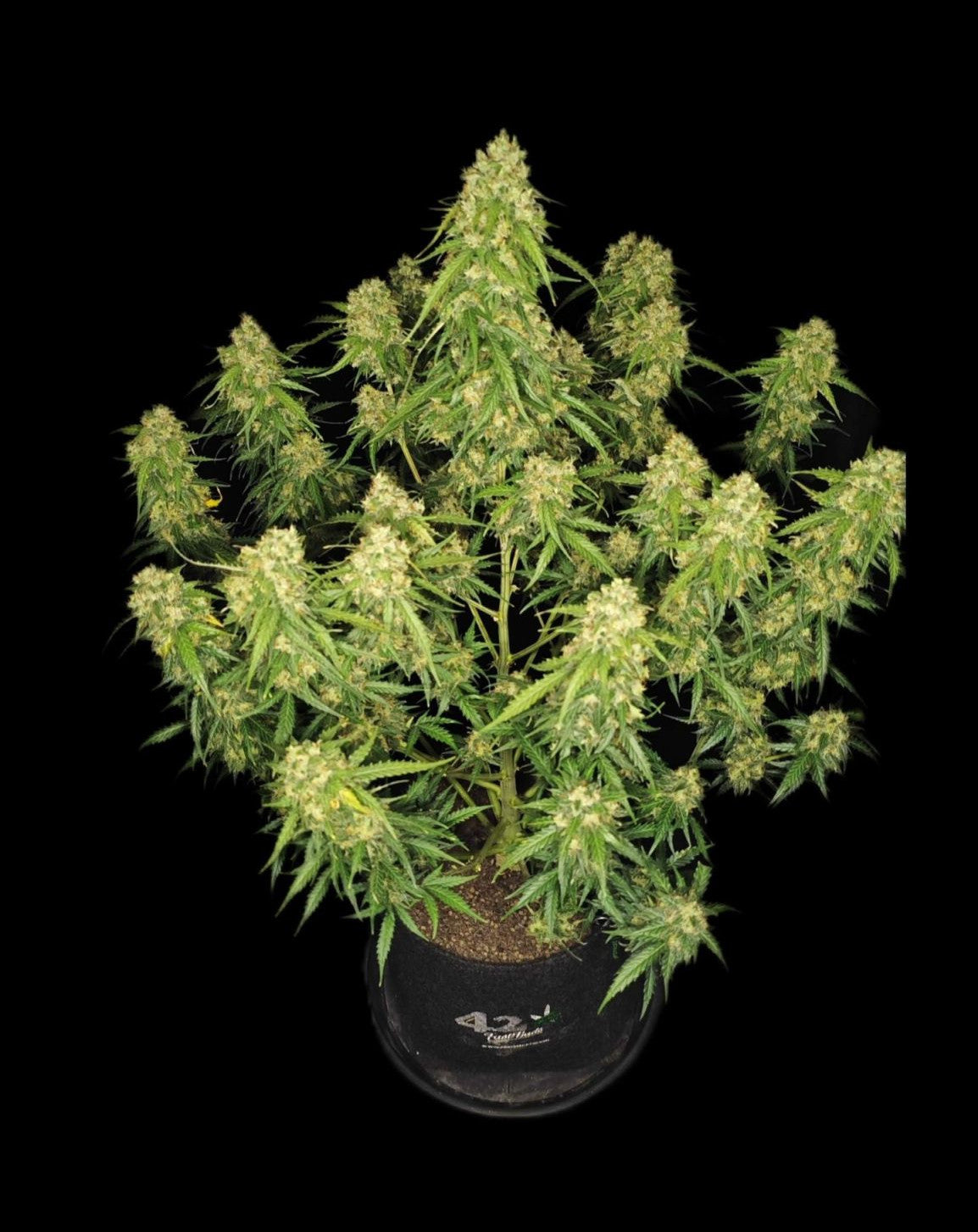 Sour Jealousy Auto™ - Fastbuds