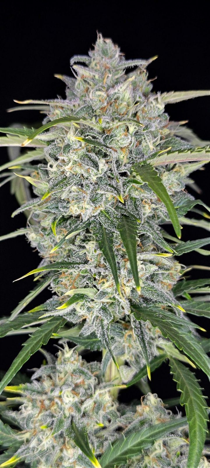 Sour Jealousy Auto™ - Fastbuds