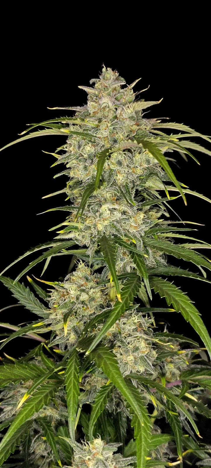 Sour Jealousy Auto™ - Fastbuds