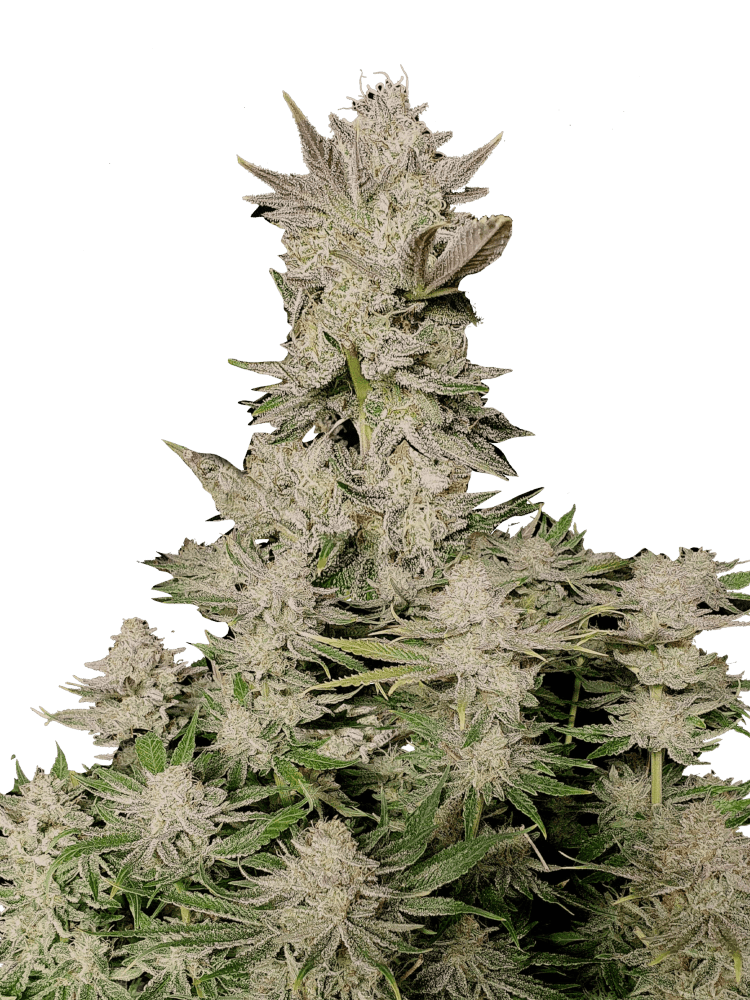 Tropicana Cookies FF Fast Version - Graines de Cannabis - FastBuds