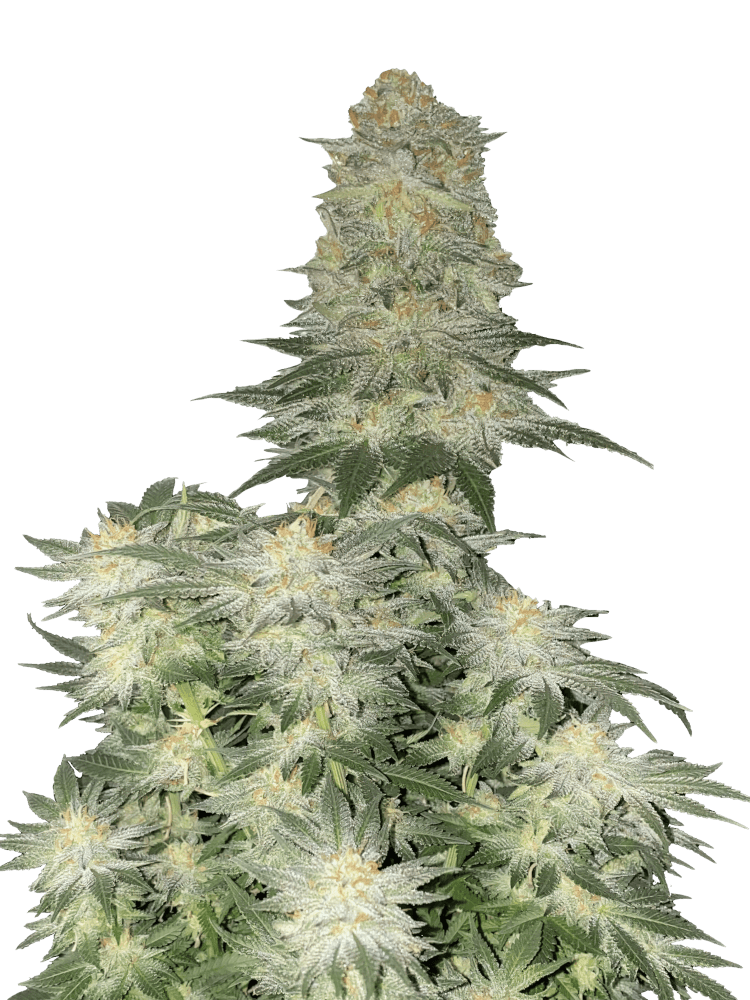 Wedding Cheesecake FF Fast Version - Graines de Cannabis - FastBuds