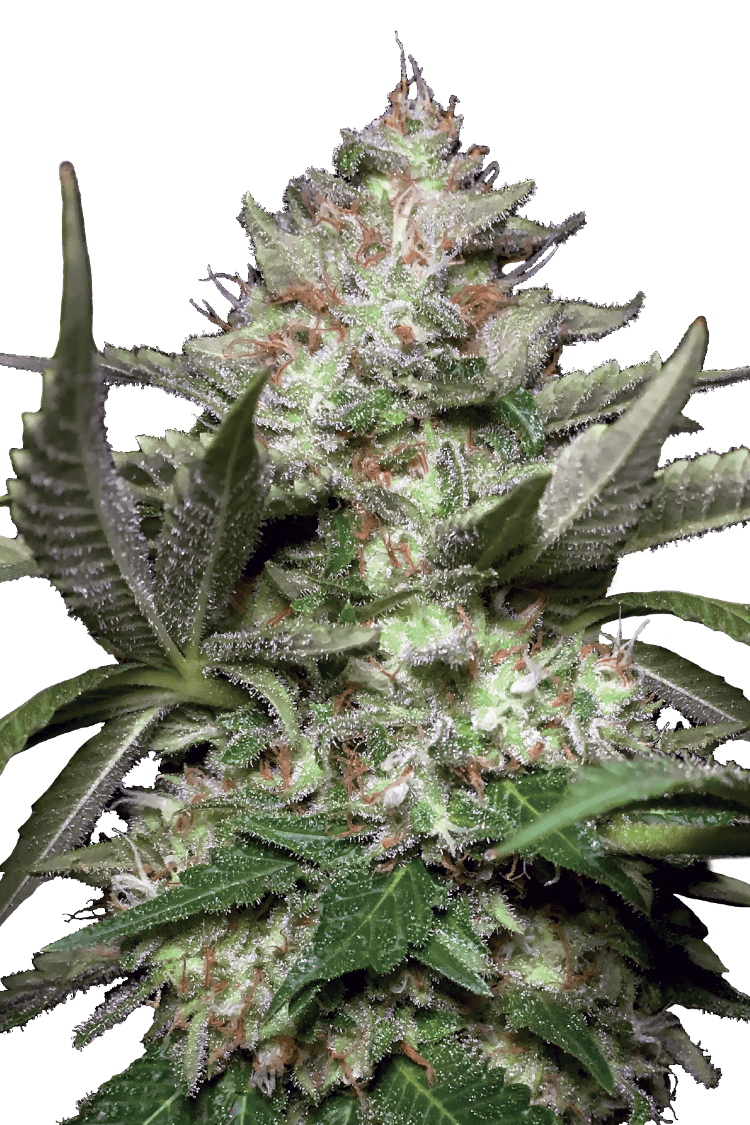 Auto Kong 4 - Paradise Seeds