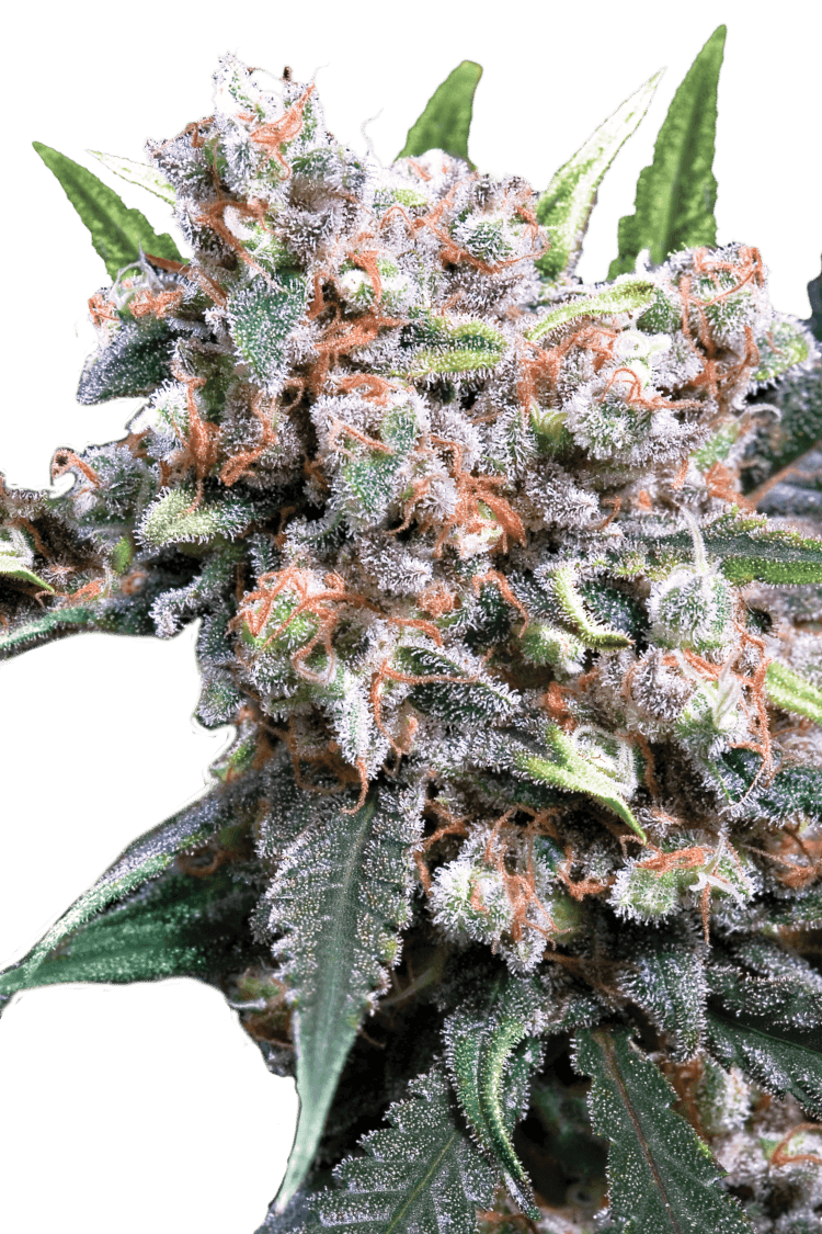 Auto Wappa - Paradise Seeds