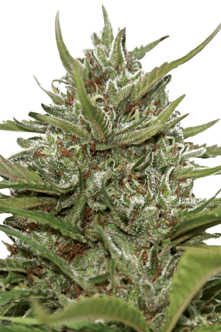 Auto Whiteberry - Paradise Seeds