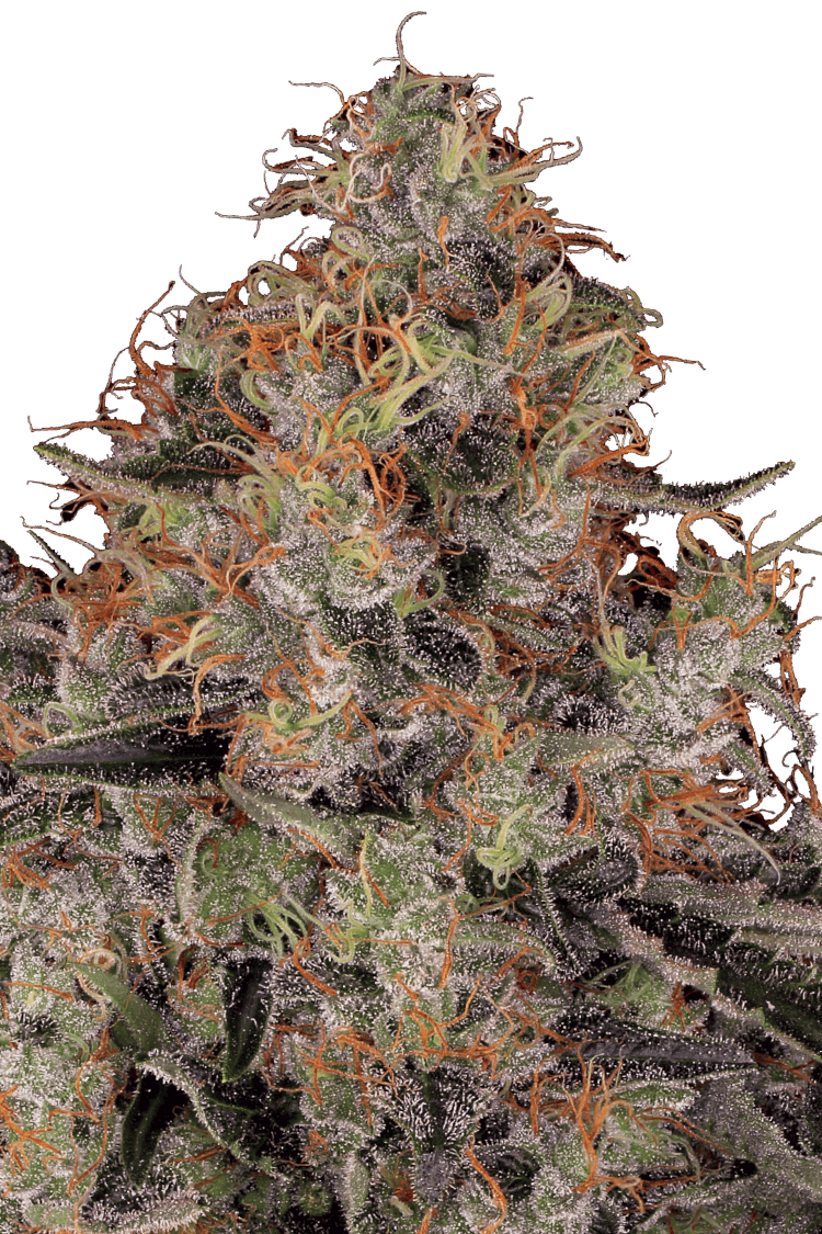 Blue Kush Berry Féminisée - Paradise Seeds