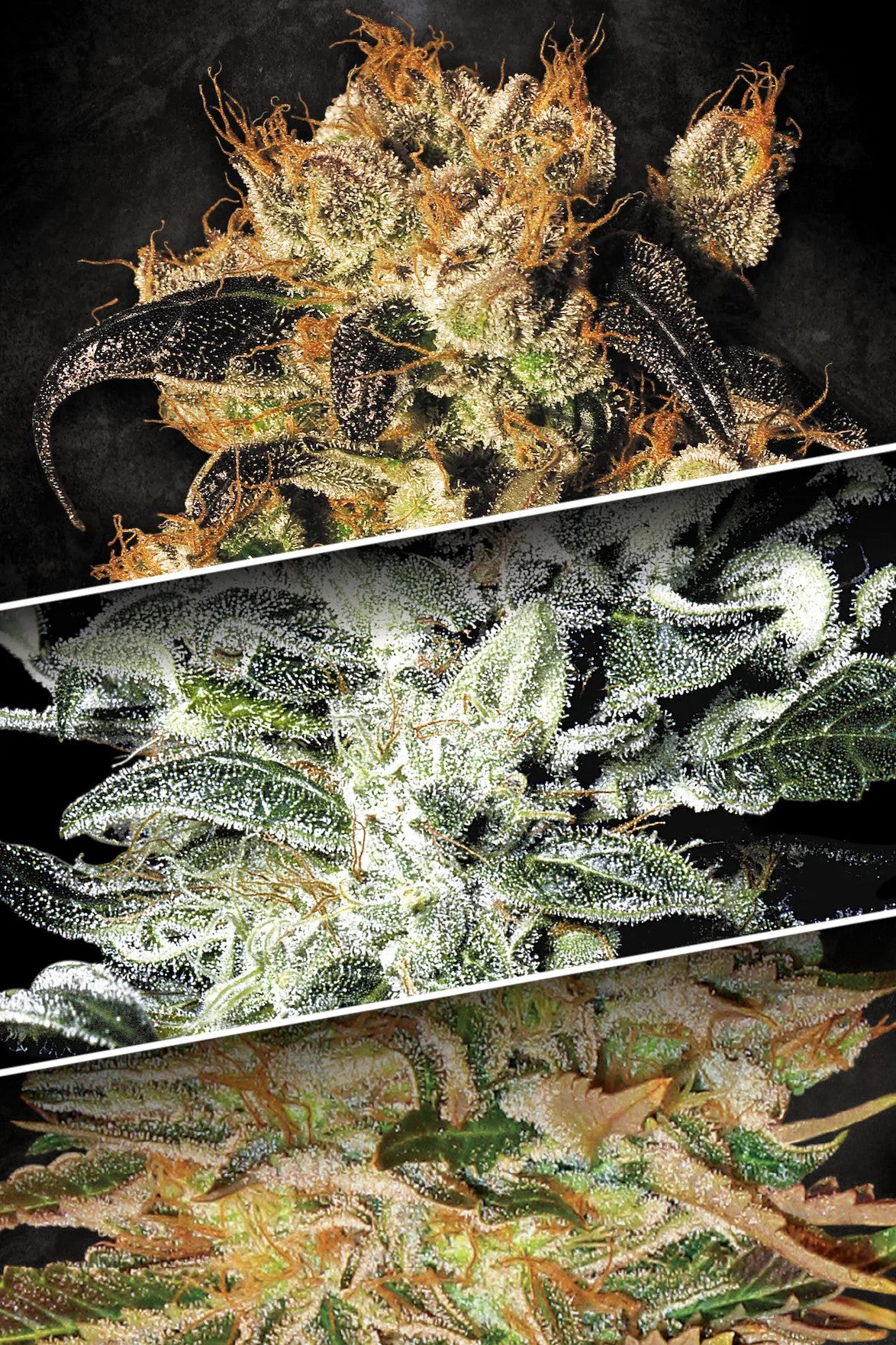 Indica Champions Pack - Paradise Seeds