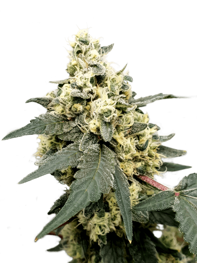 Lemonade Auto - Paradise Seeds