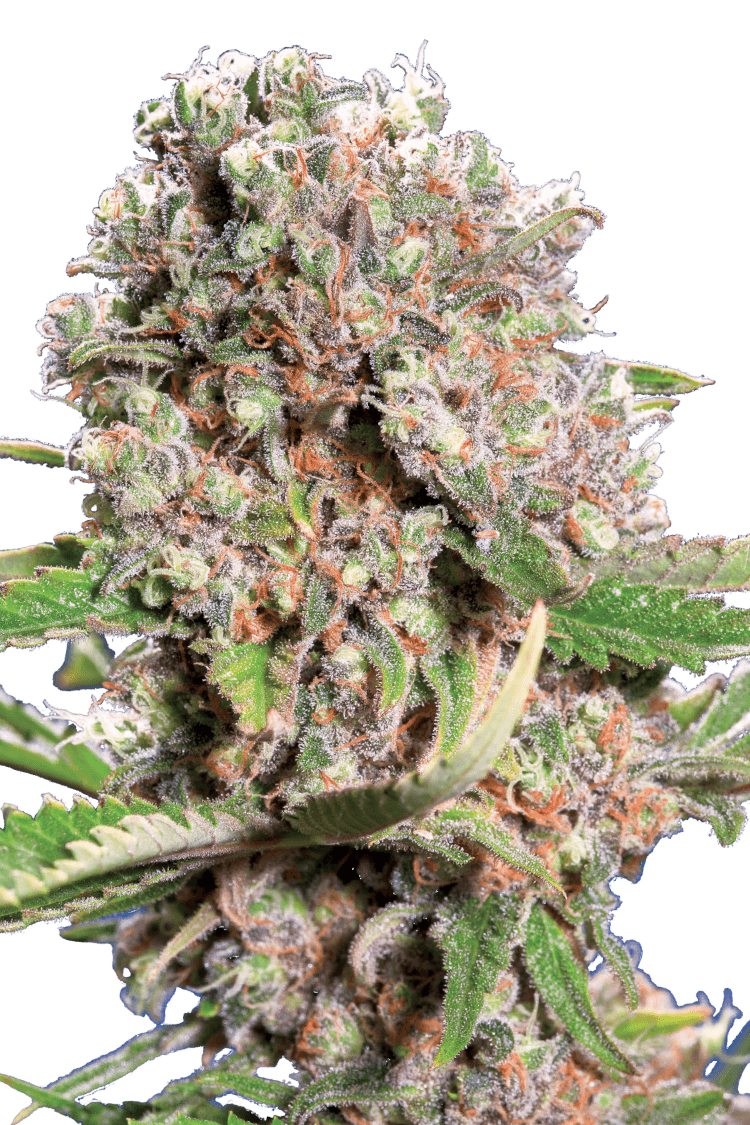 Mendocino Skunk Féminisée - Paradise Seeds