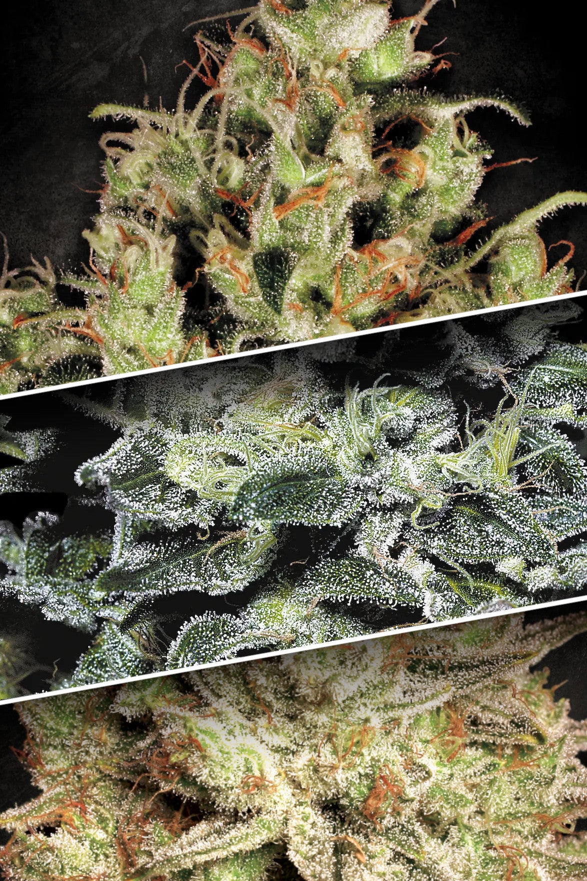 Sativa Champions Pack - Paradise Seeds