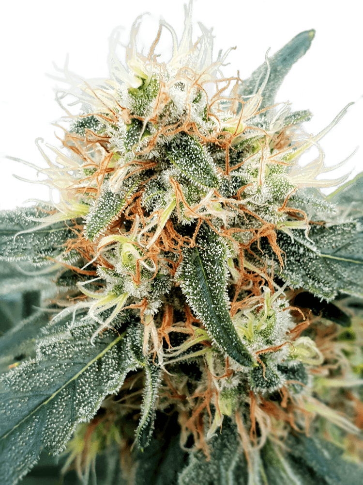 Stromboli Auto - Paradise Seeds