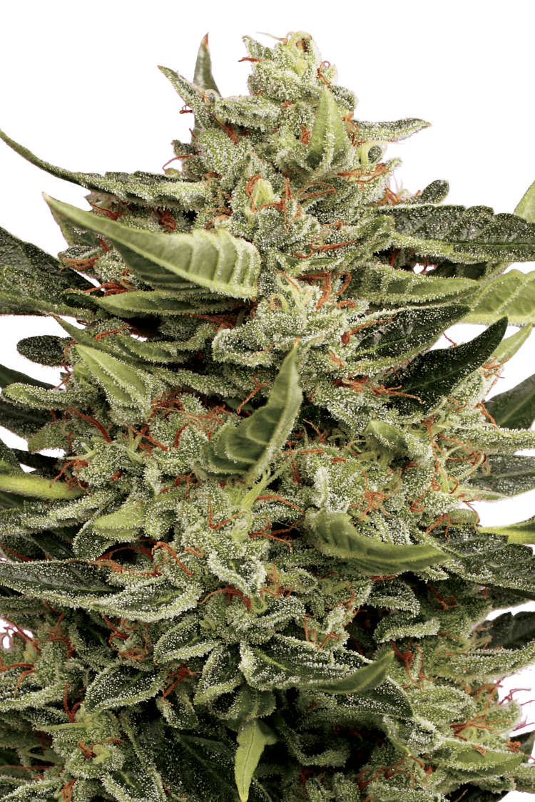 Vertigo Autofloraison - Paradise Seeds