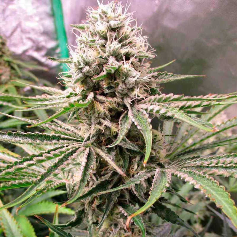 Amnesia Lemon Feminized