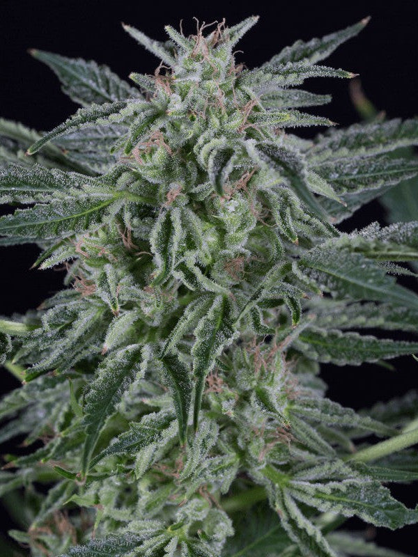 Graines de Critical Jack Auto by Silent Seeds