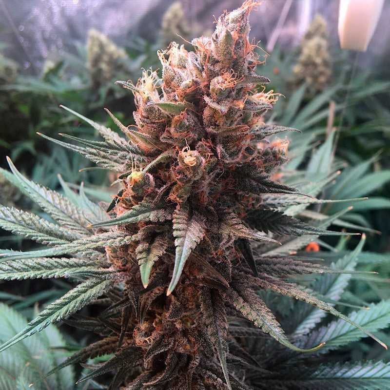 Critical Jack Feminized