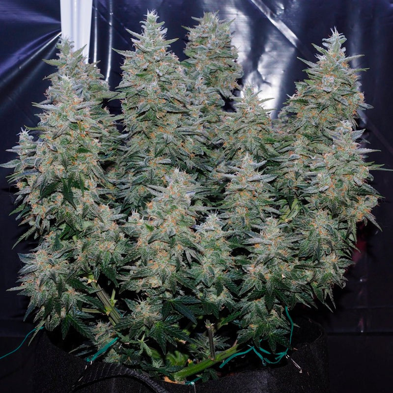 Critical Jack Feminized