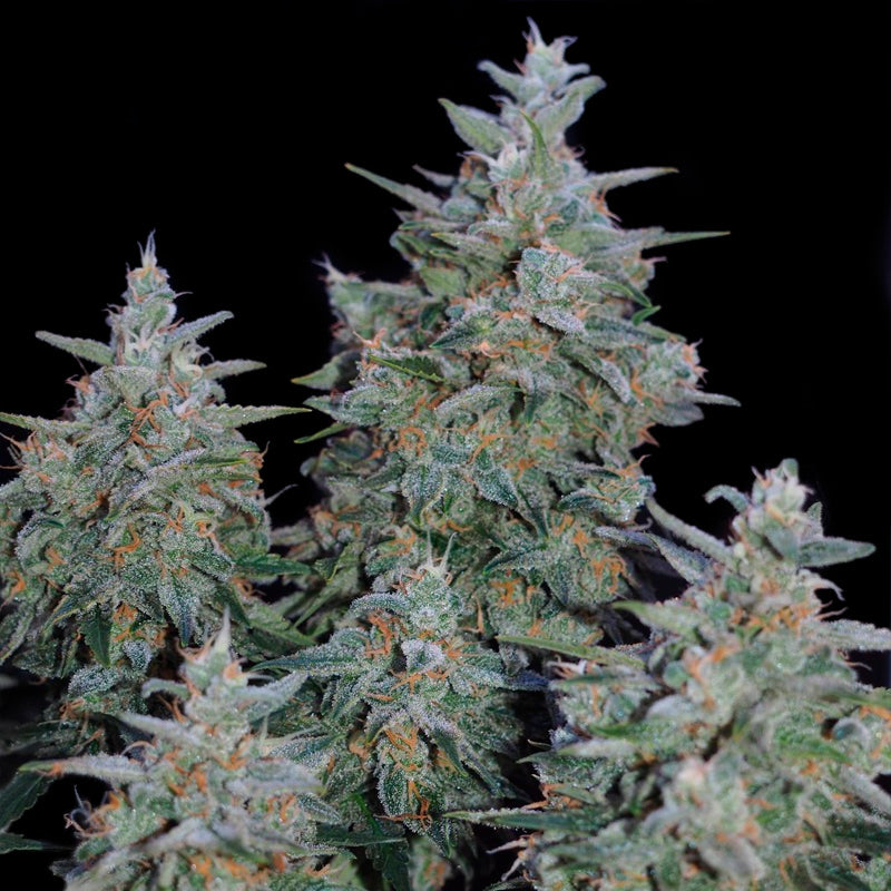 Critical Jack Feminized