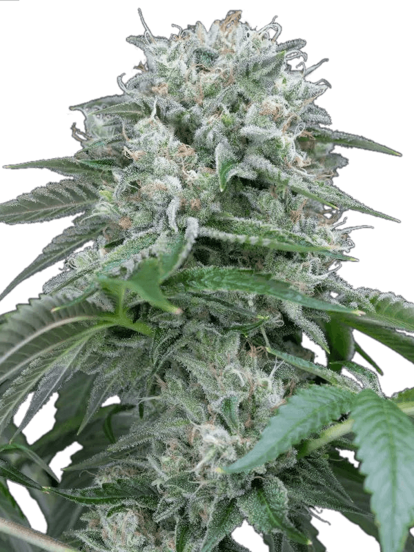Starfire OG Féminisée - Graines de Cannabis - Silent Seeds