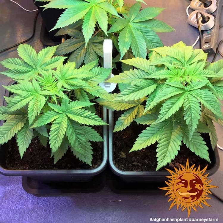 afghani hash plant seeds Afghan Hash Plant Regular - Cannabis Seeds