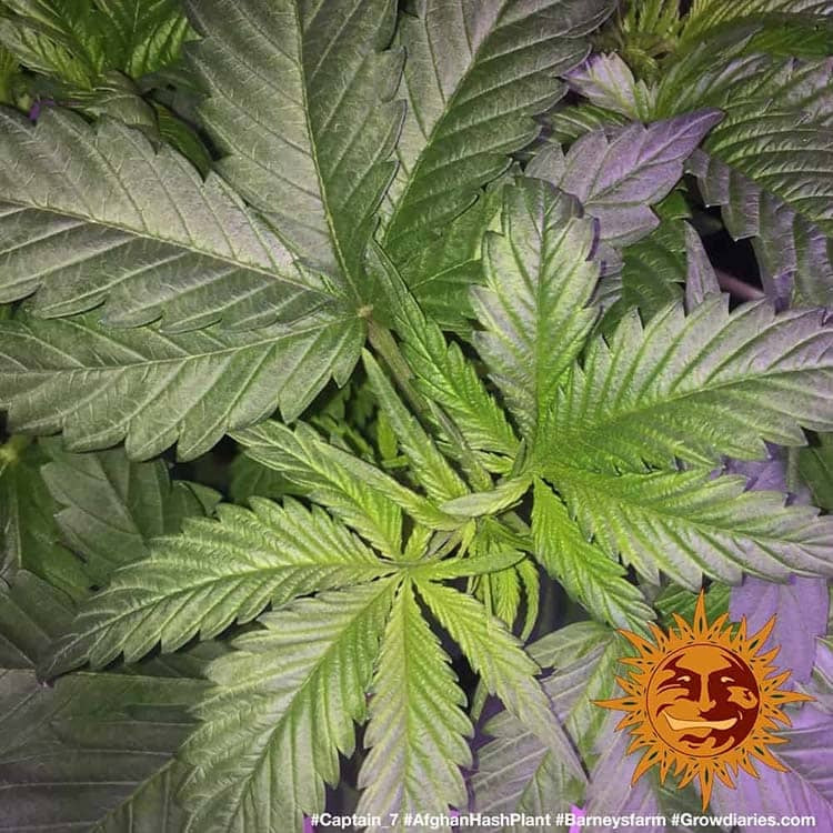 afghani hash plant seeds Afghan Hash Plant Regular - Cannabis Seeds