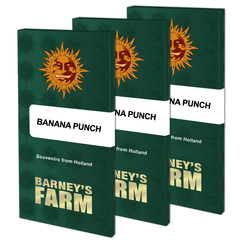 Graines de Banana Punch Féminisée by Barney's Farm