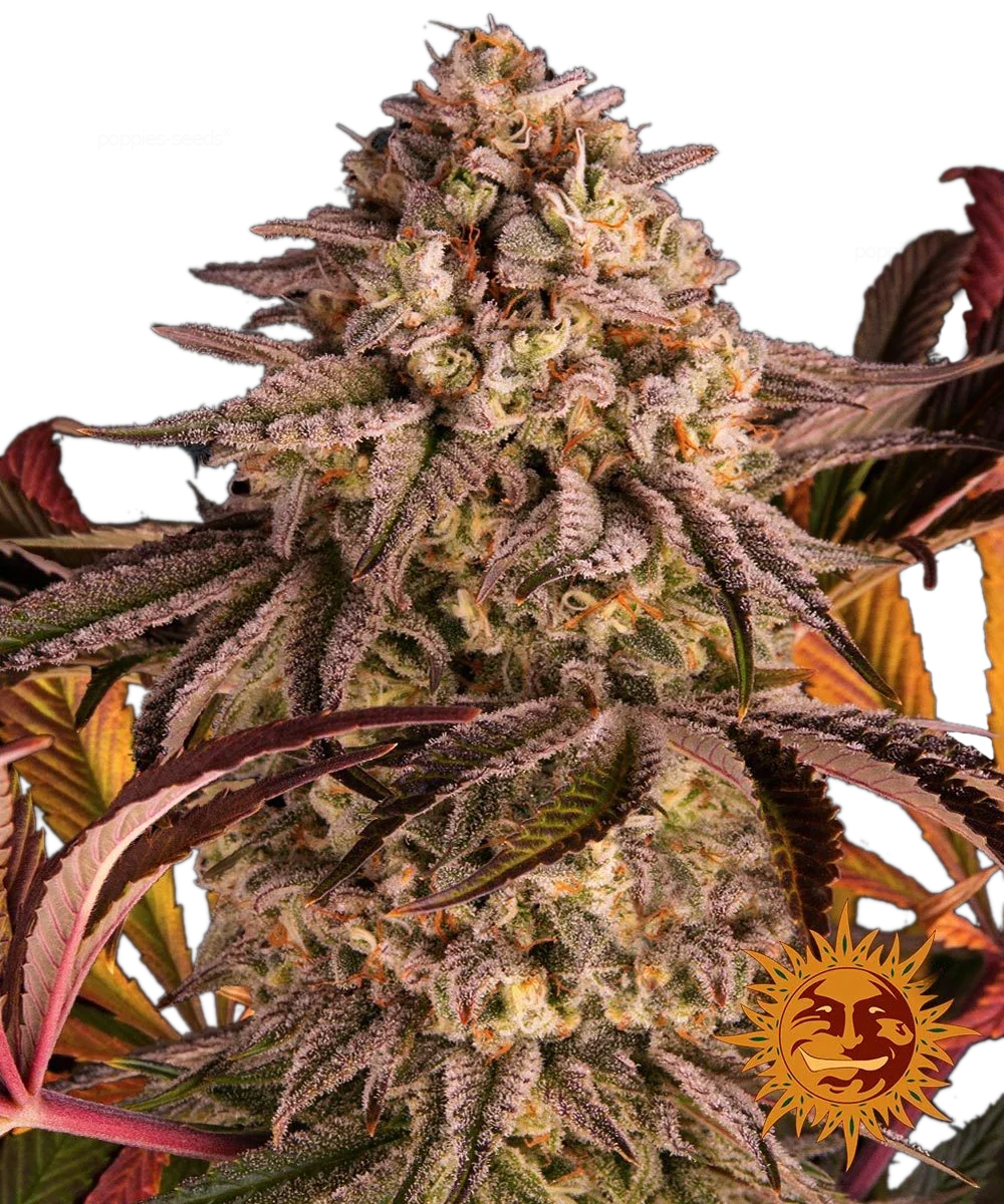 Graines de Blue Sunset Sherbert Féminisée by Barney's Farm