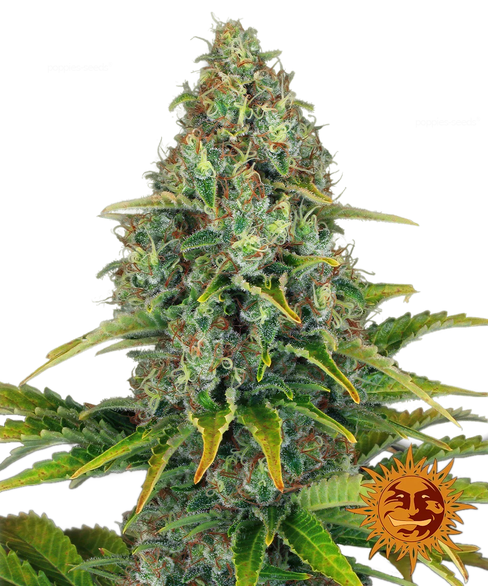 Graines de Blueberry Cheese Auto by Barney's Farm