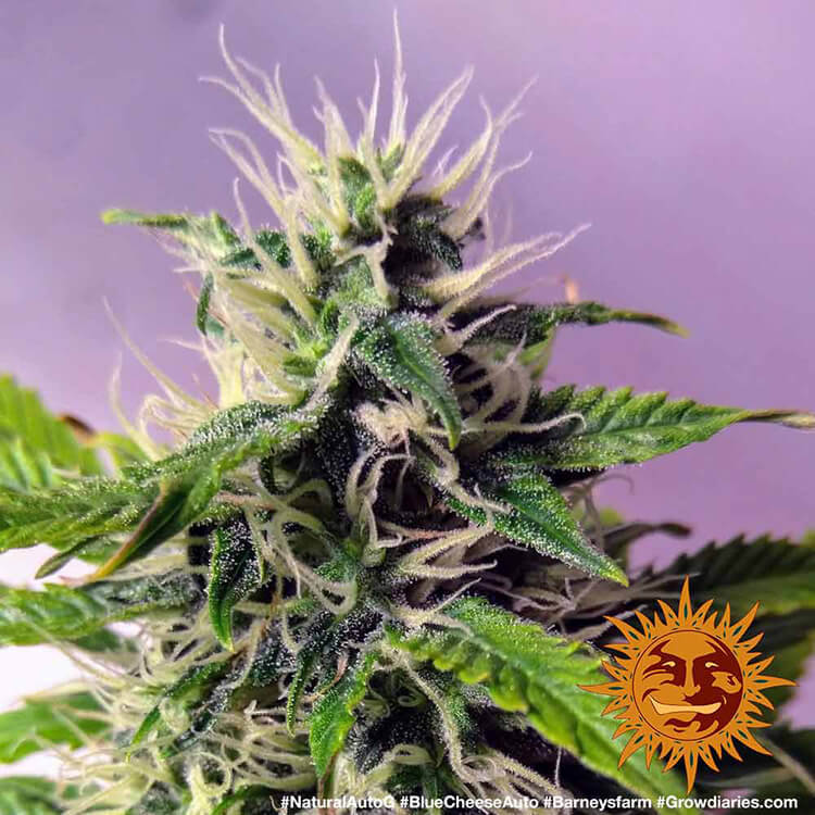 Graines de Blueberry Cheese Auto by Barney's Farm