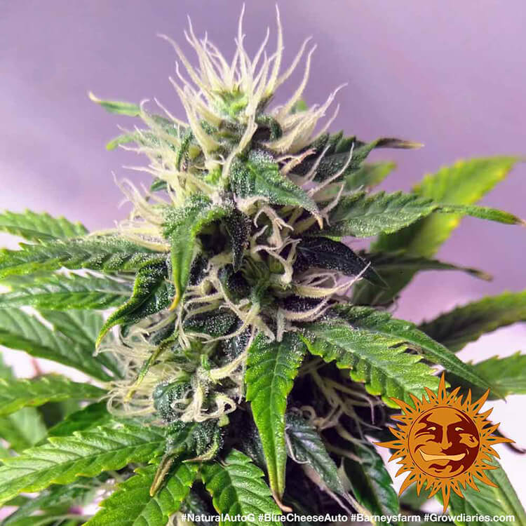 Graines de Blueberry Cheese Auto by Barney's Farm