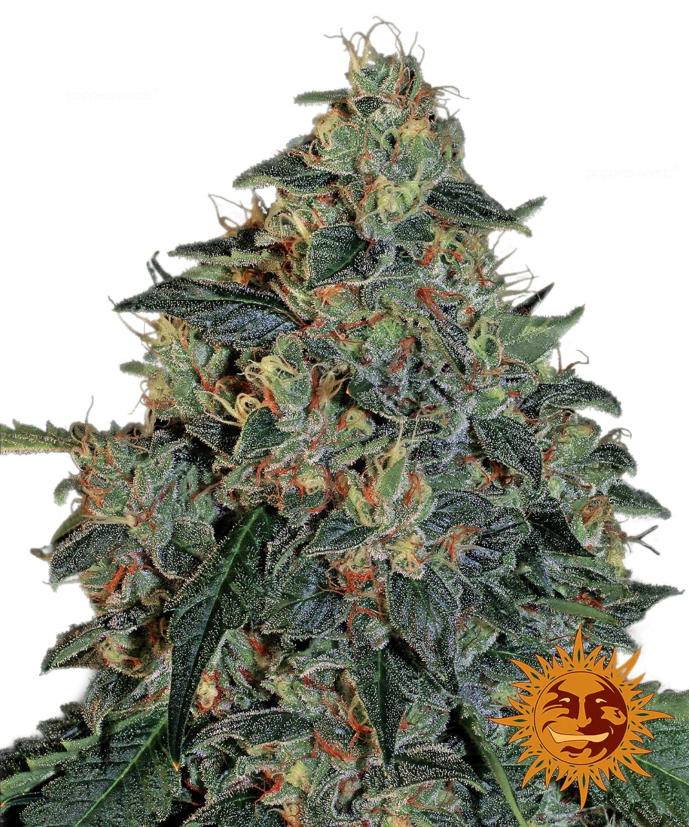 Graines de Blueberry OG Féminisée by Barney's Farm