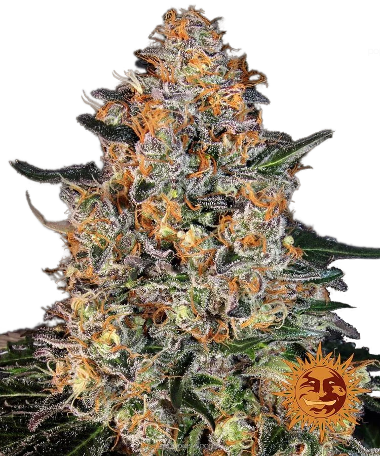 Graines de Bubba Kush Féminisée by Barney's Farm