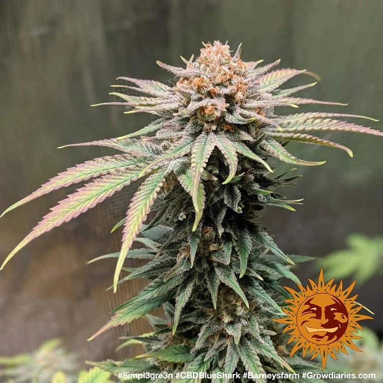 Graines de CBD Blue Shark Féminisée by Barney's Farm