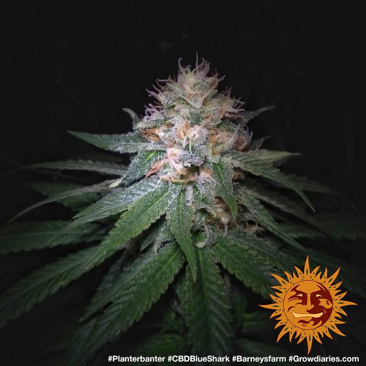 Graines de CBD Blue Shark Féminisée by Barney's Farm