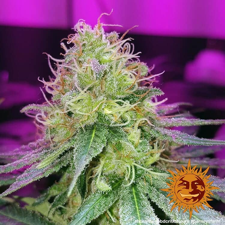 Graines de CBD Critical Cure Féminisée by Barney's Farm